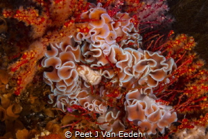 The Meeting

An unusual gathering of frilled nudibranch... by Peet J Van Eeden 